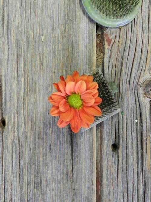 TERRIFIC BUTTERSCOTCH  DAISY POMPON